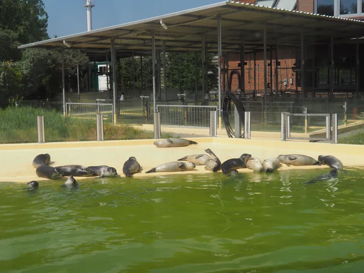 Seehundstation Nationalpark-Haus, Norden (Duitsland)